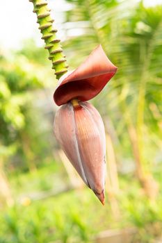 Banana flower and unripe fruits on a tree in the garden