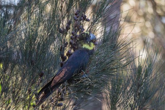 Female glossy black cockatoo eating in a tree. High quality photo