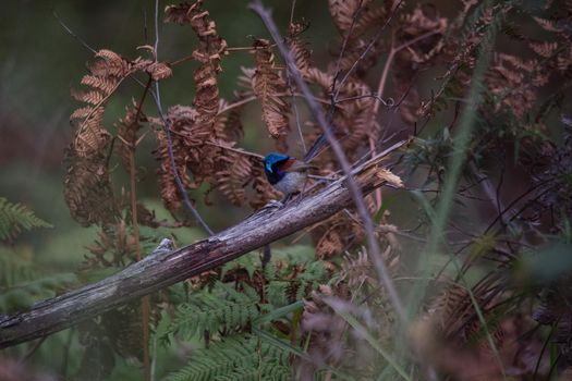 Variegated Fairy Wren male bird. High quality photo