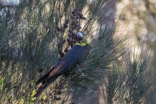 Female glossy black cockatoo eating in a tree. High quality photo