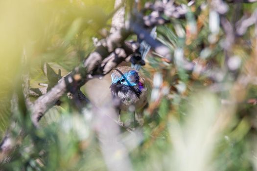 Variegated Fairy Wren male bird. High quality photo