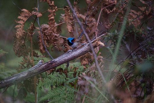 Variegated Fairy Wren male bird. High quality photo