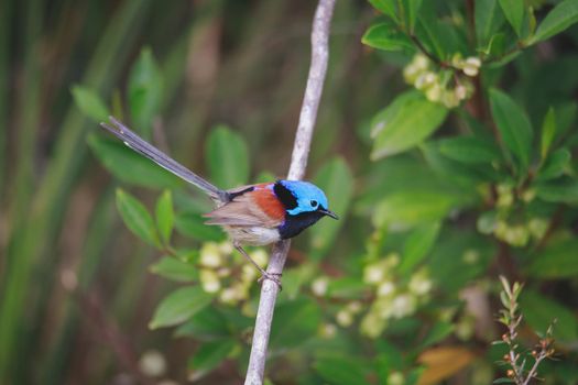 Variegated Fairy Wren male bird. High quality photo