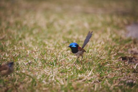 Variegated Fairy Wren male bird. High quality photo