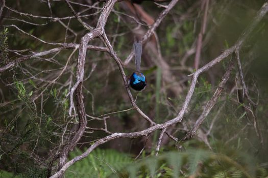 Variegated Fairy Wren male bird. High quality photo