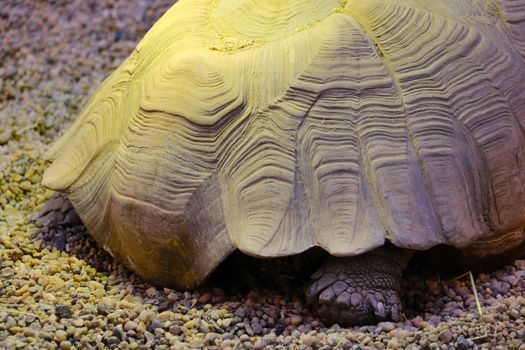 Close-up on the shell of an adult turtle