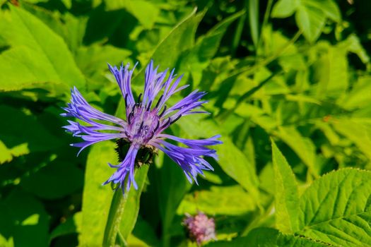 Close-up of a blue cornflower in a green meadow