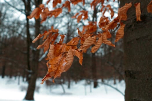 Dry yellow leaves on a tree branch in winter