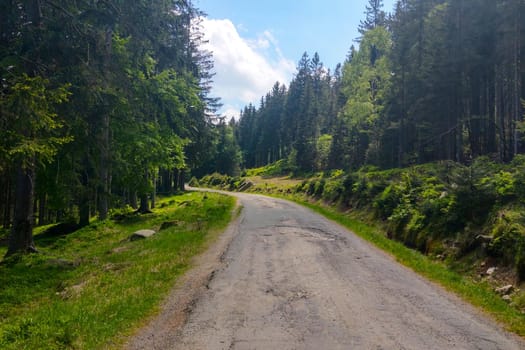 A picturesque road in the forest for walks in the fresh air