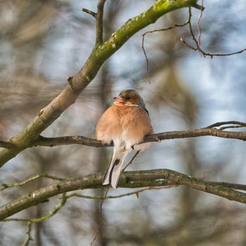 one cold chaffinch on a tree at a sunny and frosty winter day