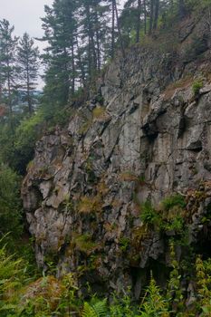 Trees grow on a rock in a mountainous area