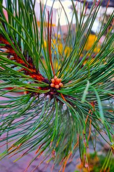 View of the long needles of pine or spruce branches