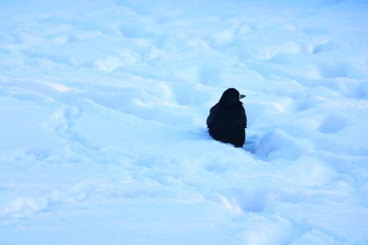 The black crow sits in the white snow in winter