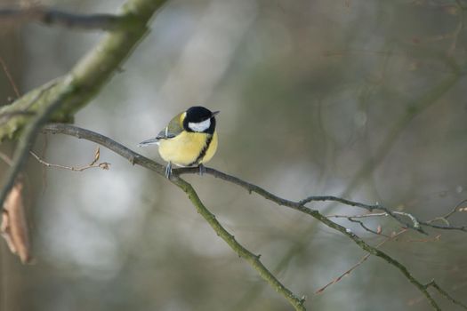 one greathungry great tit in the winter tit on a tree at a cold and sunny winter day