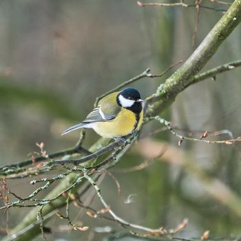 one greathungry great tit in the winter tit on a tree at a cold and sunny winter day