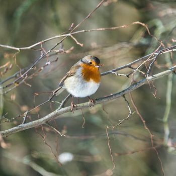 single robin at a sunny and cold winterday on a tree