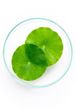 Close up centella asiatica leaves with rain drop in petri dish isolated on white background top view.