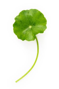 Close up centella asiatica leaves with rain drop isolated on white background top view.