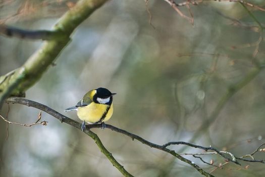 one greathungry great tit in the winter tit on a tree at a cold and sunny winter day