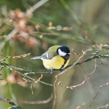 one greathungry great tit in the winter tit on a tree at a cold and sunny winter day