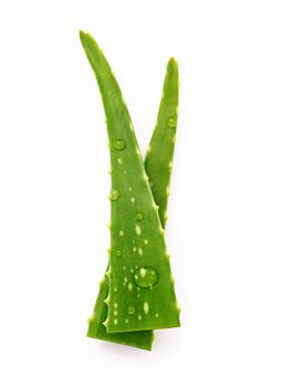  Close up aloe vera with water drops isolated on white background. 