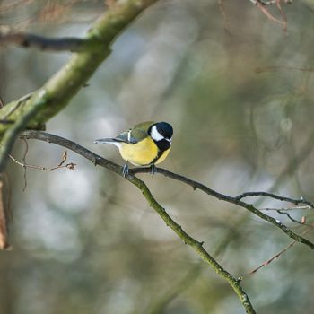 one greathungry great tit in the winter tit on a tree at a cold and sunny winter day