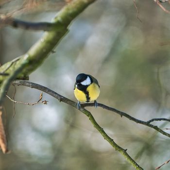 one greathungry great tit in the winter tit on a tree at a cold and sunny winter day