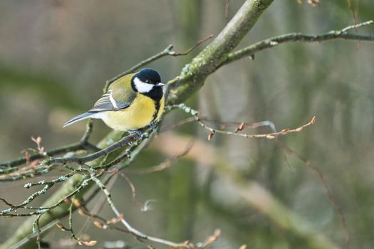 one greathungry great tit in the winter tit on a tree at a cold and sunny winter day