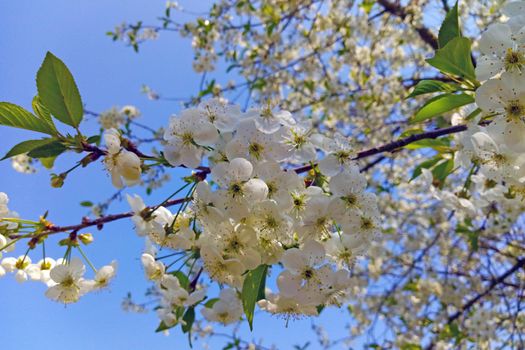 A cherry blossom branch against the blue sky in spring