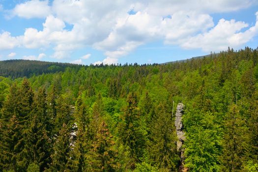 View from a height of the green forest on a sunny day