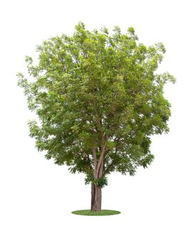 The freshness big green tree isolated on white background.