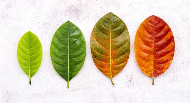 Different age of leaves and colour set up on white concrete background. Ageing and seasonal concept colorful leaves with flat lay and copy space.