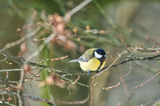 one greathungry great tit in the winter tit on a tree at a cold and sunny winter day