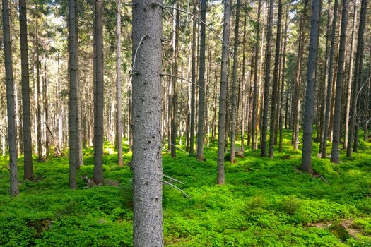 View of the clear green forest on a sunny summer day