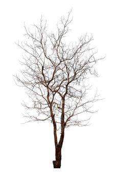 Dead tree isolated on white background.