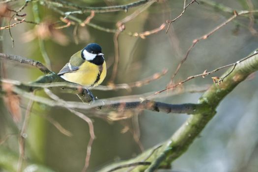 one greathungry great tit in the winter tit on a tree at a cold and sunny winter day