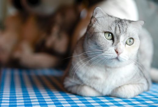 Cute kitty cat relaxing at home.  Pet at home