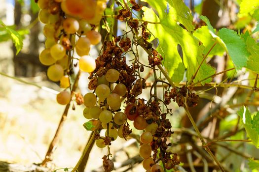 Decaying Grape and Vine Leaves. Poor harvest, drought