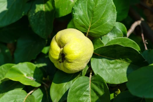 Quince fruits grow on a quince tree with green leaves, the genus Cydonia from the Rosaceae family. Selective focus