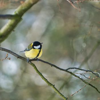 one greathungry great tit in the winter tit on a tree at a cold and sunny winter day