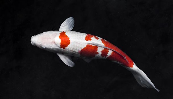 top view colorful koi fishes. Resolution and high quality beautiful photo
