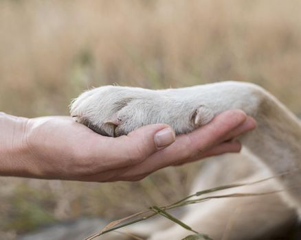 side view person holding dog s paw. Resolution and high quality beautiful photo