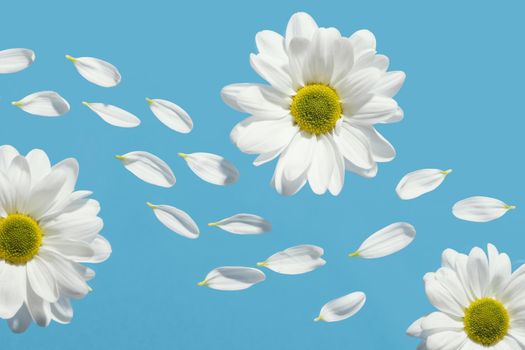 flat lay spring daisies with petals. Resolution and high quality beautiful photo