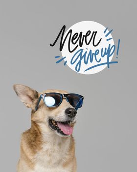 smiley dog wearing sunglasses. Resolution and high quality beautiful photo