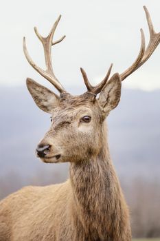 wild deer captured forest. Resolution and high quality beautiful photo
