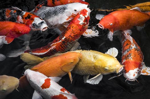 top view colorful koi fishes3. Resolution and high quality beautiful photo