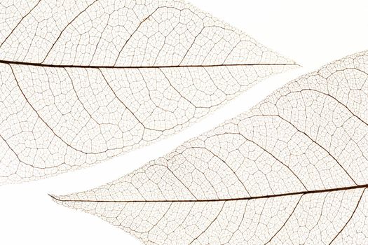 flat lay transparent leaves texture. Resolution and high quality beautiful photo