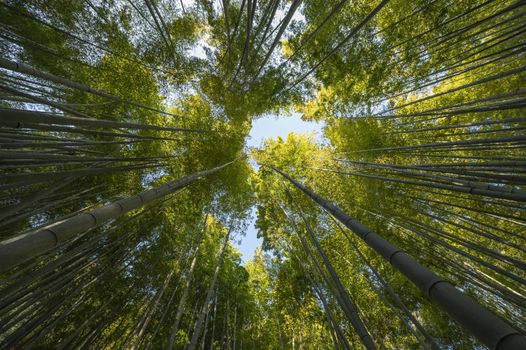 Photo Forest with trees close up. Resolution and high quality beautiful photo