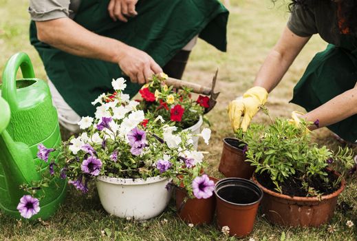 senior couple caring flowers. Resolution and high quality beautiful photo