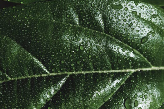 detail green leaf. Resolution and high quality beautiful photo